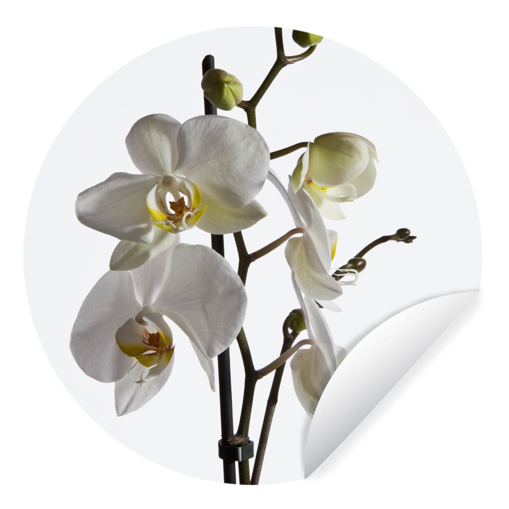 MuchoWow Runde Wandtattoo - Wandsticker Tapete Aufkleber Weiße Mottenorchidee Ø 30 cm Selbstklebend und Repositionierbar - Wandaufkleber - Krei...