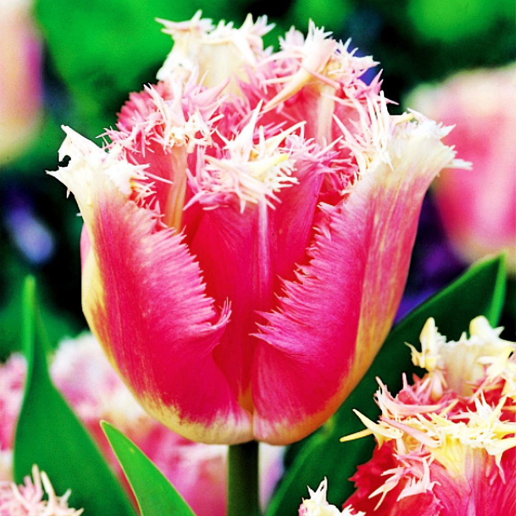 Tulipány Cibuľky Cibuľky Kvety Tulipán s strapcami Fancy Obrázok produktu 