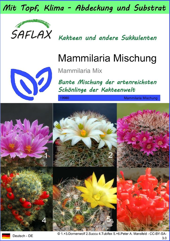 SAFLAX Garden to go - Mammilaria Mischung - Mammilaria Mix - 40 Samen - Mit Topf, Klima - Deckel und Anzuchtsubstrat