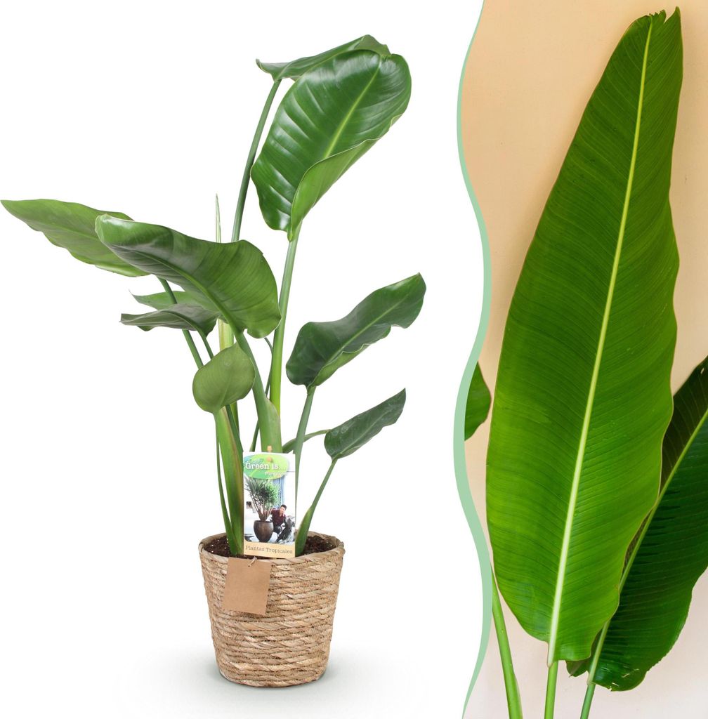 Green boutiQ - Zimmerpflanzen - Strelitzia Nicolai - Paradiesvogelblume - Wenig Pflege - mit Korb - Grün - 1 Pflanze - Topf 17cm - Höhe 70-90cm