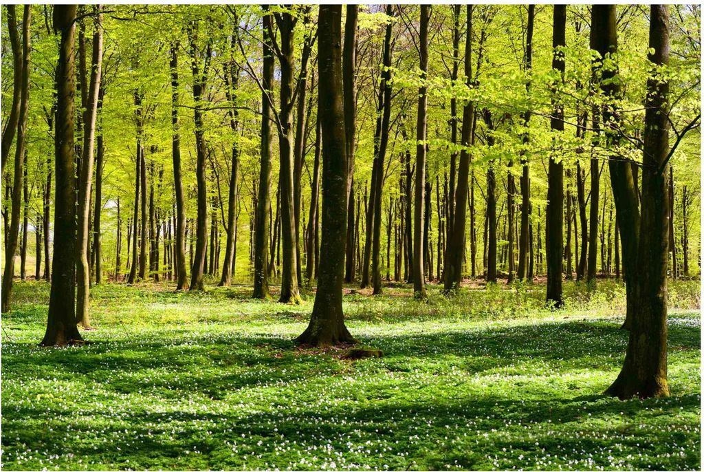 Vliestapete - Waldwiese - Fototapete Breit, Größe HxB:225cm x 336cm