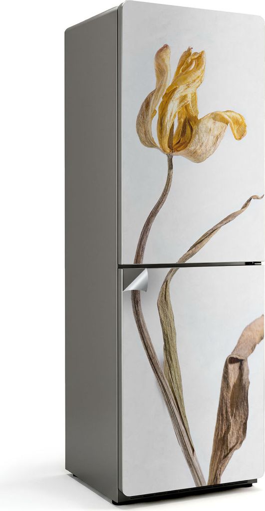 Eine getrocknete Tulpenblüte – Kühlschrank Aufkleber – Klebefolie Kühlschrank – Kühlschrank Nachbildung – Kühlschrankfolie selbstklebe...