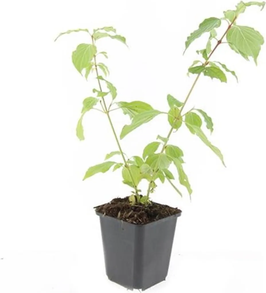 Cornouiller rouge a écorce orange lumineuse Cornus Anny en lot 20