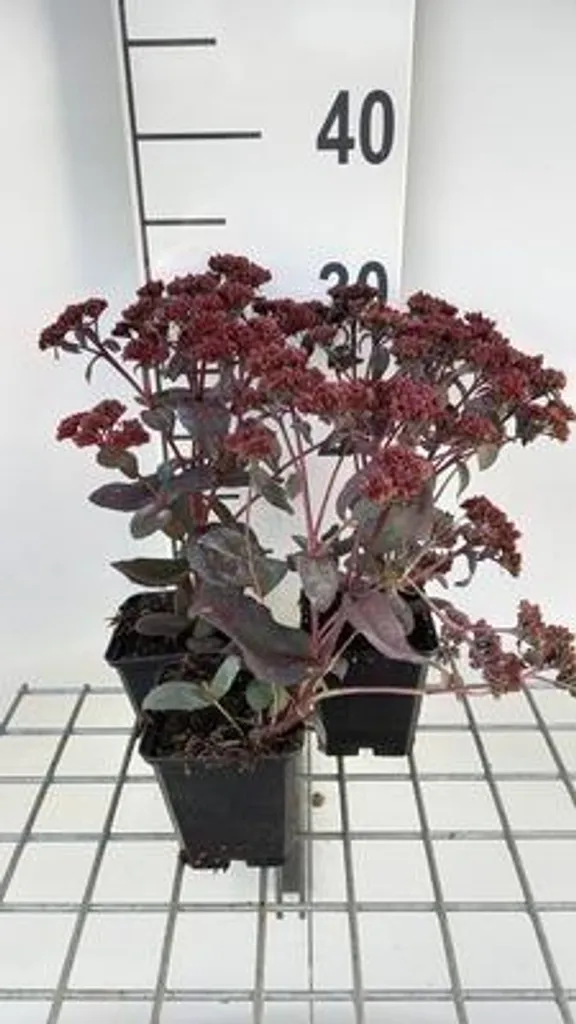 6 Sedum hybride José Aubergine en pot 9x9cm - Plante grasse vivace