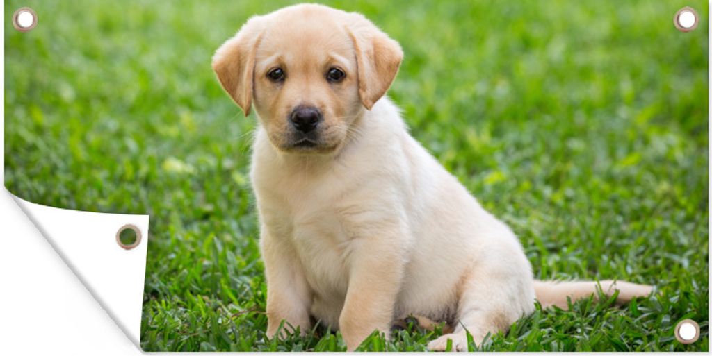 MuchoWow 160x80 cm Outdoor-Poster Gartendeko Sichtschutz Garten Poster für den Garten Welpe sitzt im Gras
