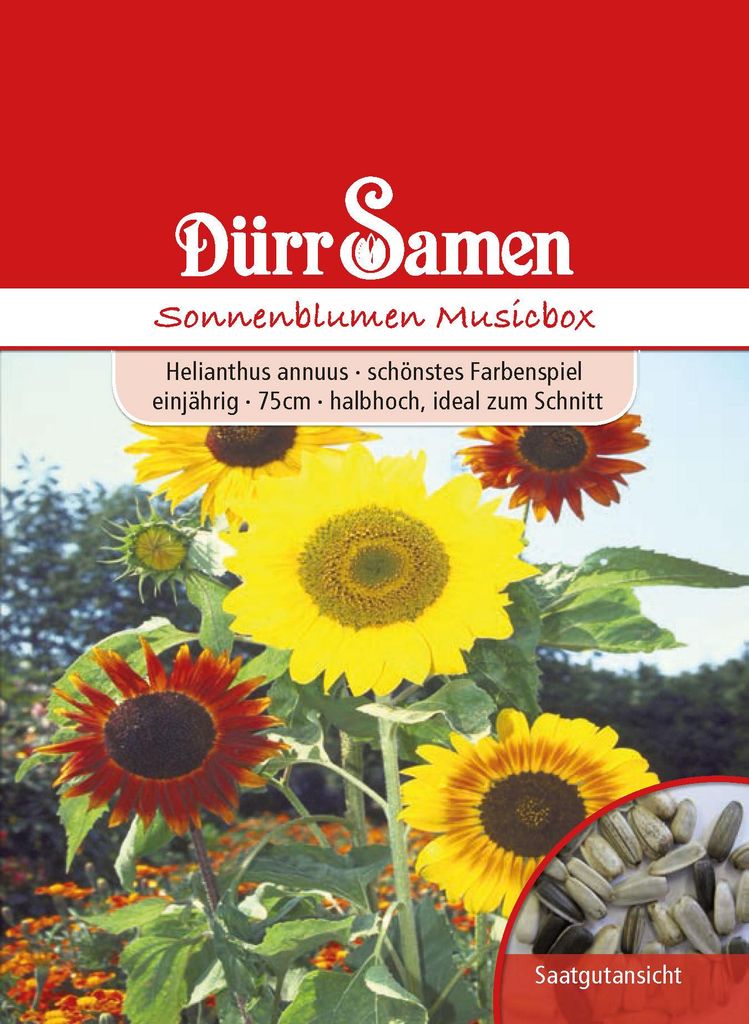 Artikelbild 1 von 'Sonnenblume Musicbox' aus der Kategorie Sonnenblumensamen