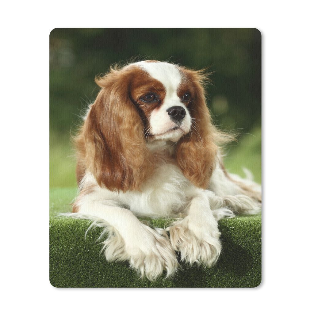 MuchoWow Mauspad Mousepad Porträt eines Cavalier King Charles Spaniels 30x40 cm - Mousepads - Maus Mat - Pad - Mausunterlage - Mausmatten