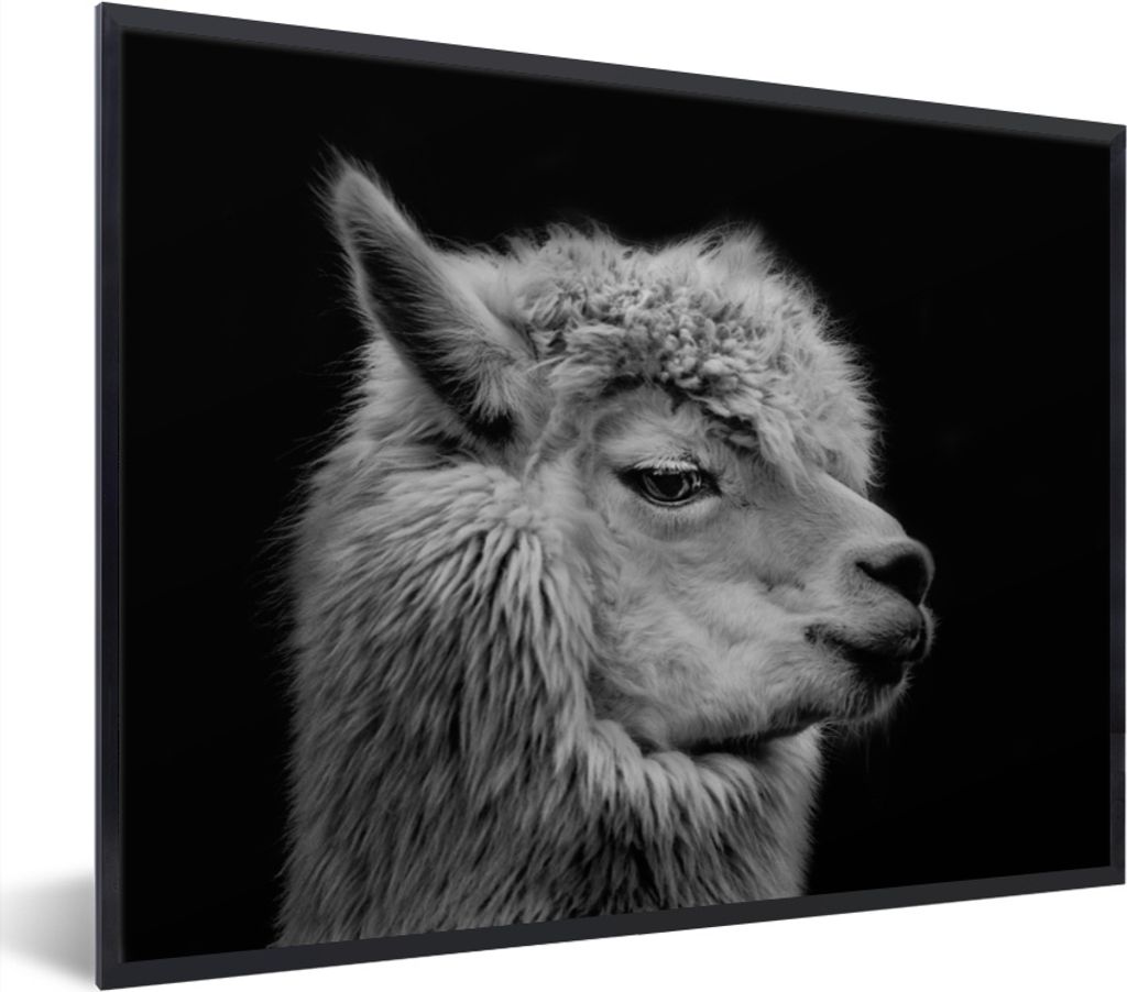 MuchoWow MuchoWow Gerahmtes Poster Alpaka - Fell - Schwarz - Weiß 40x30 cm - Poster mit zchwarzem Bilderrahmen - Kunstposter - Wanddekorationen
