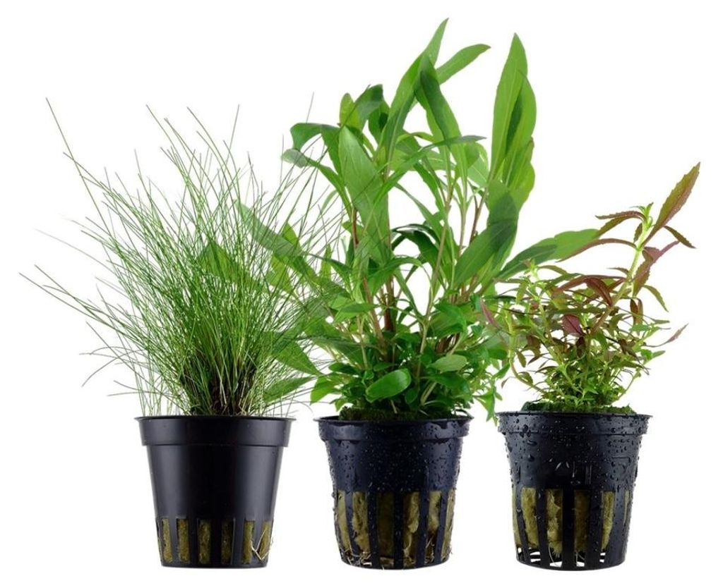 Pflanzen Set mit 3 Einsteiger Topf Aquarium Wasserpflanzen Produktbild 