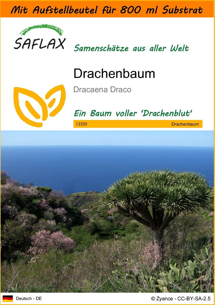 SAFLAX - Garden in the Bag - Drachenbaum - 5 Samen - Mit Anzuchtsubstrat im praktischen, selbst aufstellenden Beutel - Dracaena Draco