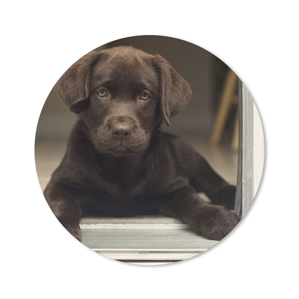 MuchoWow Mauspad Mousepad Niedlicher Labrador Retriever schaut in die Kamera 30x30 cm - Mousepads - Maus Mat - Pad - Mausunterlage - Tischunterla...