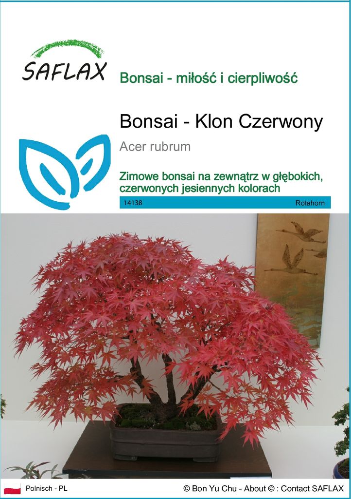 SAFLAX - Bonsai - Klon Czerwony - 20 Nasiona - Acer rubrum Zdjęcie produktu 