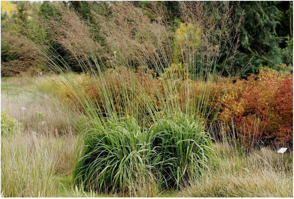 Stauden Gänge 5 x Molinia arundinacea 'Windspiel' im 1 Liter Topf - Hohes Pfeifengras - Ein natürliches Kunstwerk im Rhythmus des Windes
