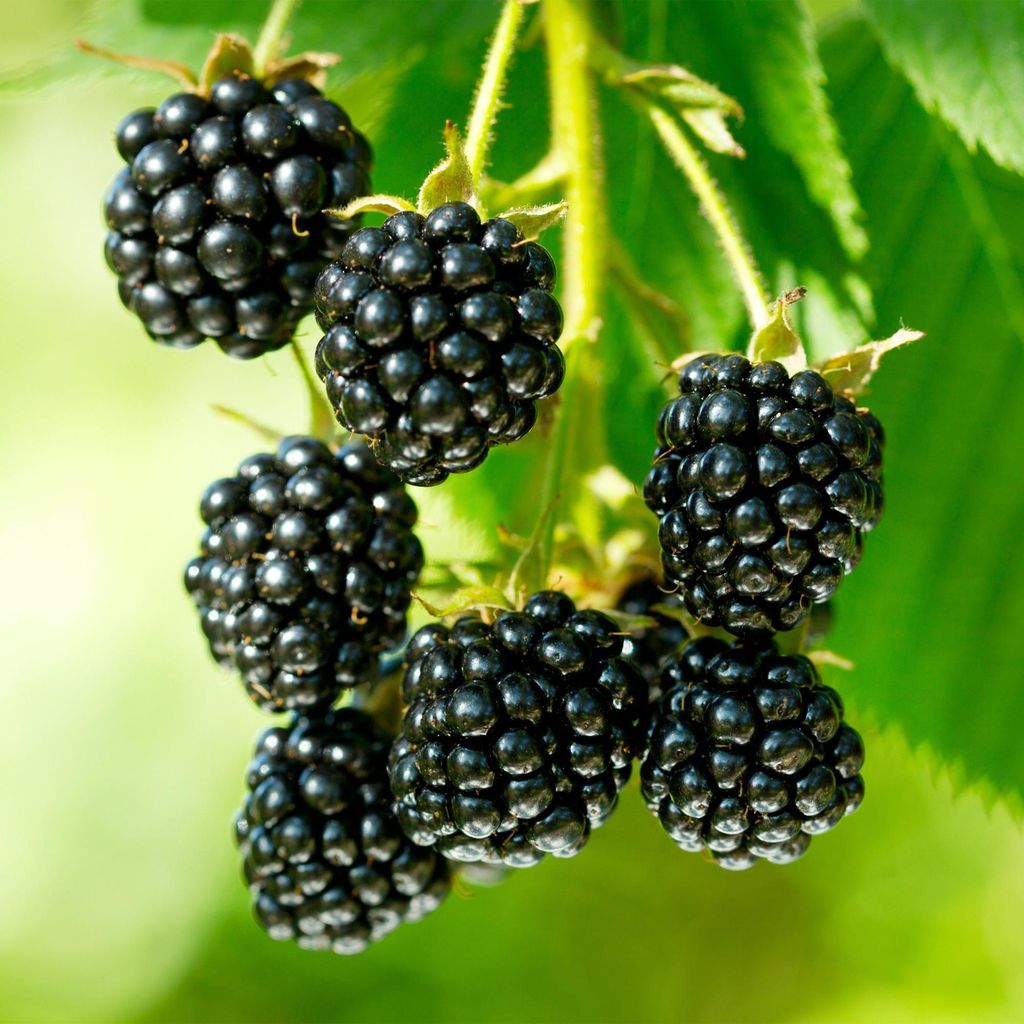 Brombeere Rubus fruticosus Black Satin 2 Pflanzen winterhart 15cm 50cm Obstpflanze für Garten Balkon Terrasse dornenarm schwarze Beeren pflegeleicht