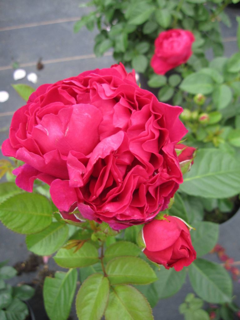 Rosa Marietta - Nostalgie Edelrose - Tantau Rose