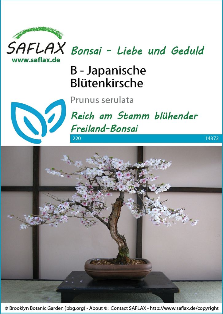 SAFLAX - Japonský čerešňový kvet - Prunus serulata - 30 Obrázok produktu 4