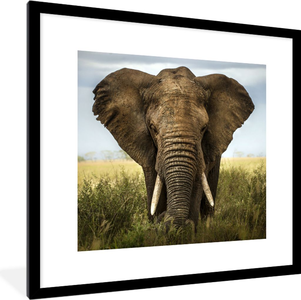 MuchoWow Gerahmtes Poster Elefant - Natur - Gras - Tiere - Landschaft 40x40 cm - Poster mit Schwarzem Bilderrahmen Wandposter Rahmen Foto Bilder ...