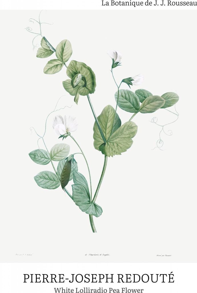 Plakat 60x80cm Design Lolliradio Pea Flower, Redoute Vintage für das Wohnzimmer