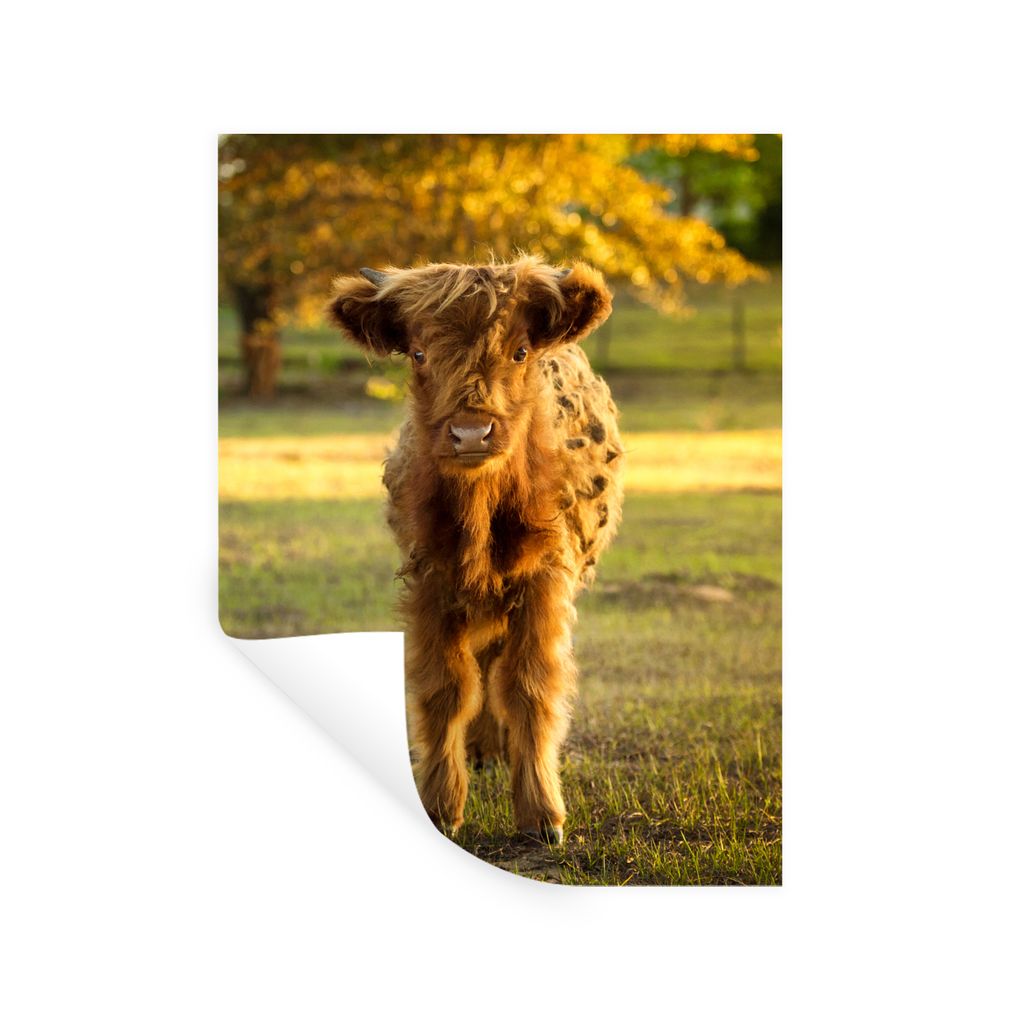 MuchoWow Wandtattoo Wandsticker Wandaufkleber Schottischer Highlander - Kalb - Herbst 30x40 cm Selbstklebend und Repositionierbar - Sticker - Dek...