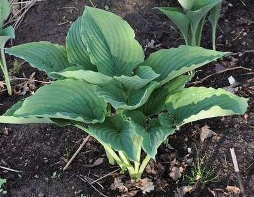 Plante d'ombre Hosta Krossa Regal - Lot de 6 godets 9cm pour vos massifs