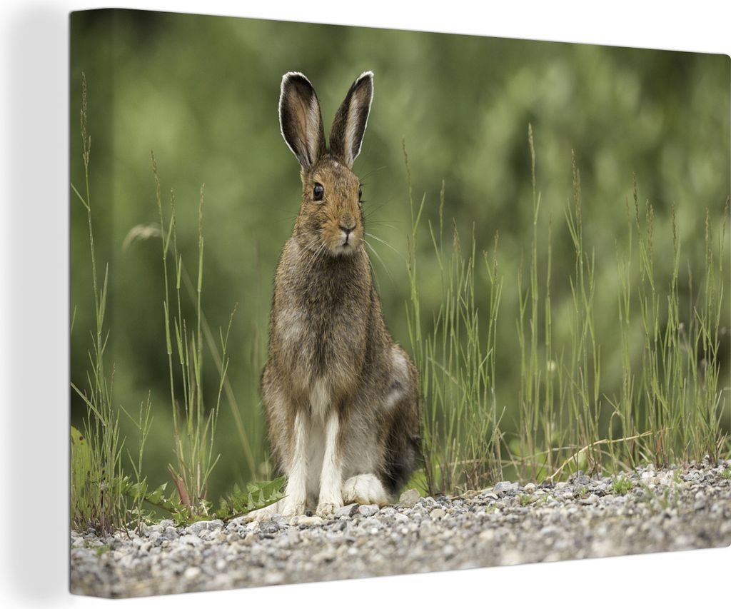 MuchoWow - Leinwandbilder - Hase - Tier - Gras, Wandbild, Wanddeko Bilder Wohnzimmer, 120x80 cm