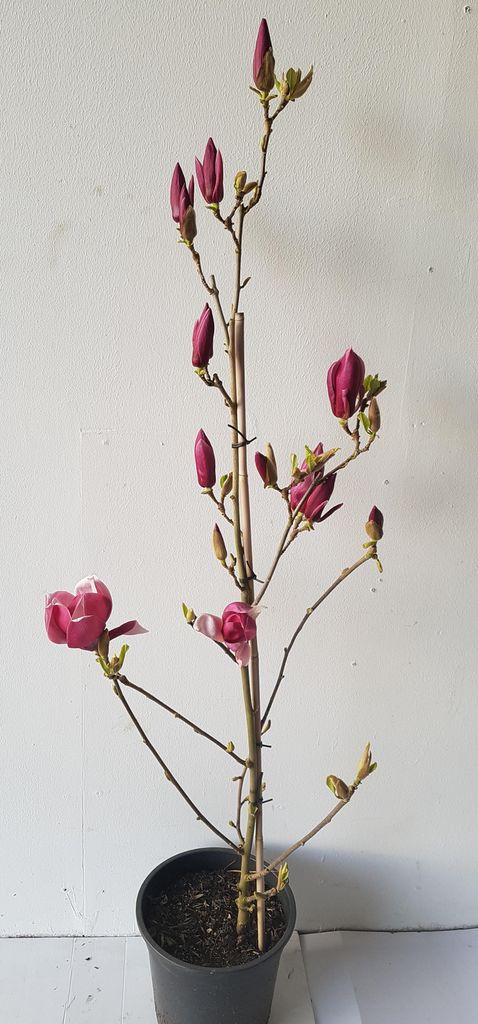 Magnolia March Till Frost – dunkelrote Magnolie – große Produktbild 