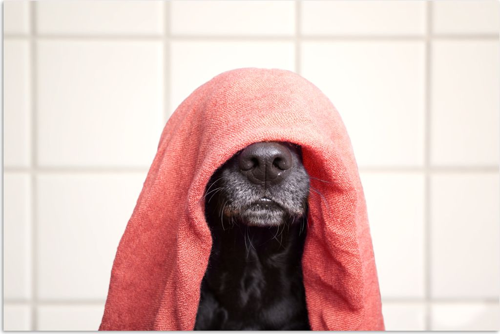 MuchoWow Poster Hund mit einem roten Handtuch auf dem Kopf 90x60 cm - Schlafzimmer