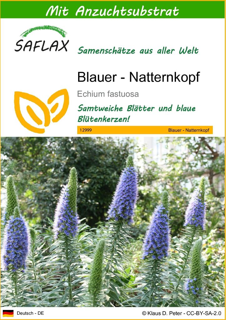 SAFLAX - Blauer - Natternkopf - Echium fastuosa - 100 Samen Produktbild 