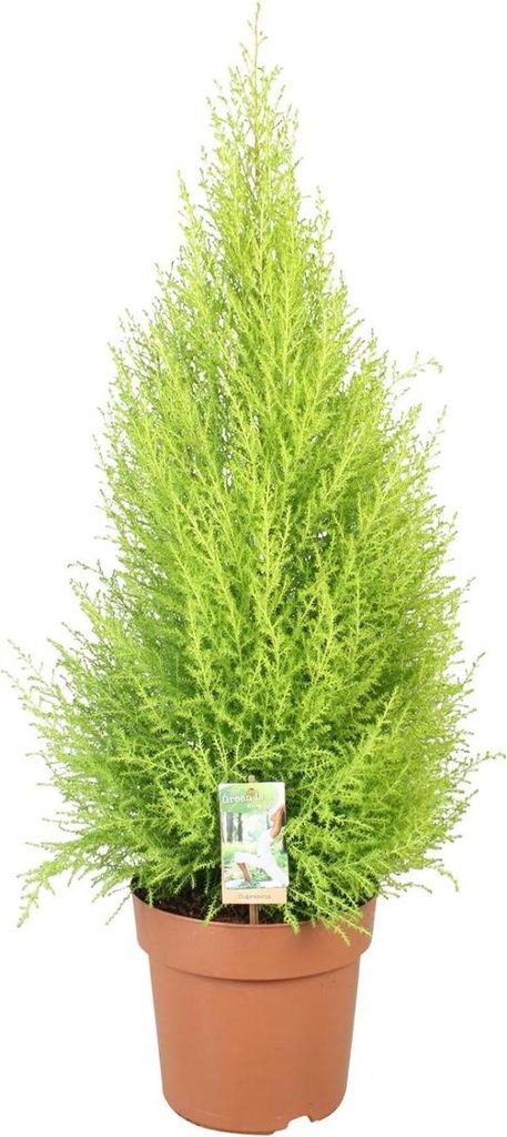 Cupressus Goldcrest Wilma 90cm immergrüne Pflanze mit zitronigem Duft für innen und außen