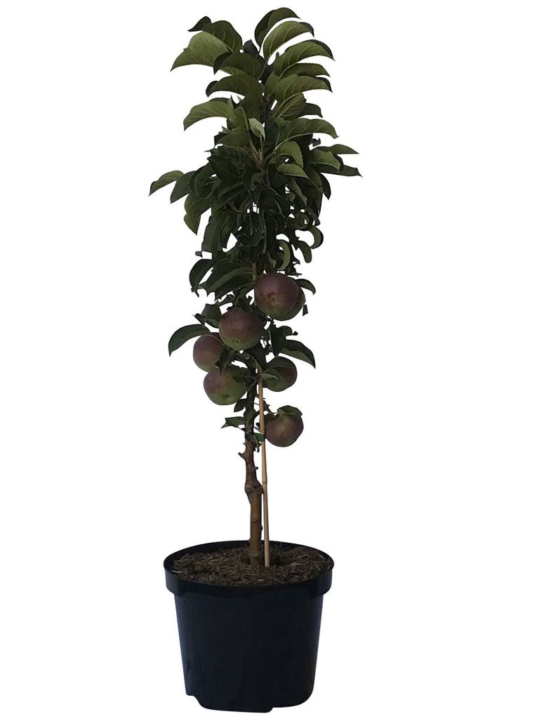 Rondo S robuster Säulenapfel Winterapfel Tafelapfel ca. 60-80 cm im 5 Liter Topf Unterlage M7