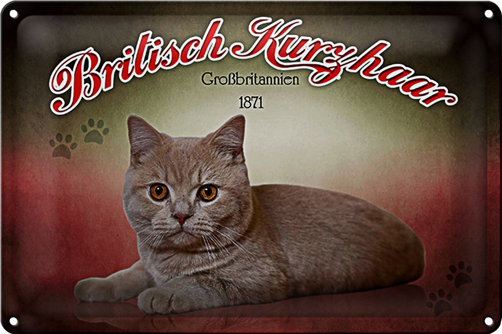 Blechschild Katze 40x30cm British Kurzhaar Großbritanien