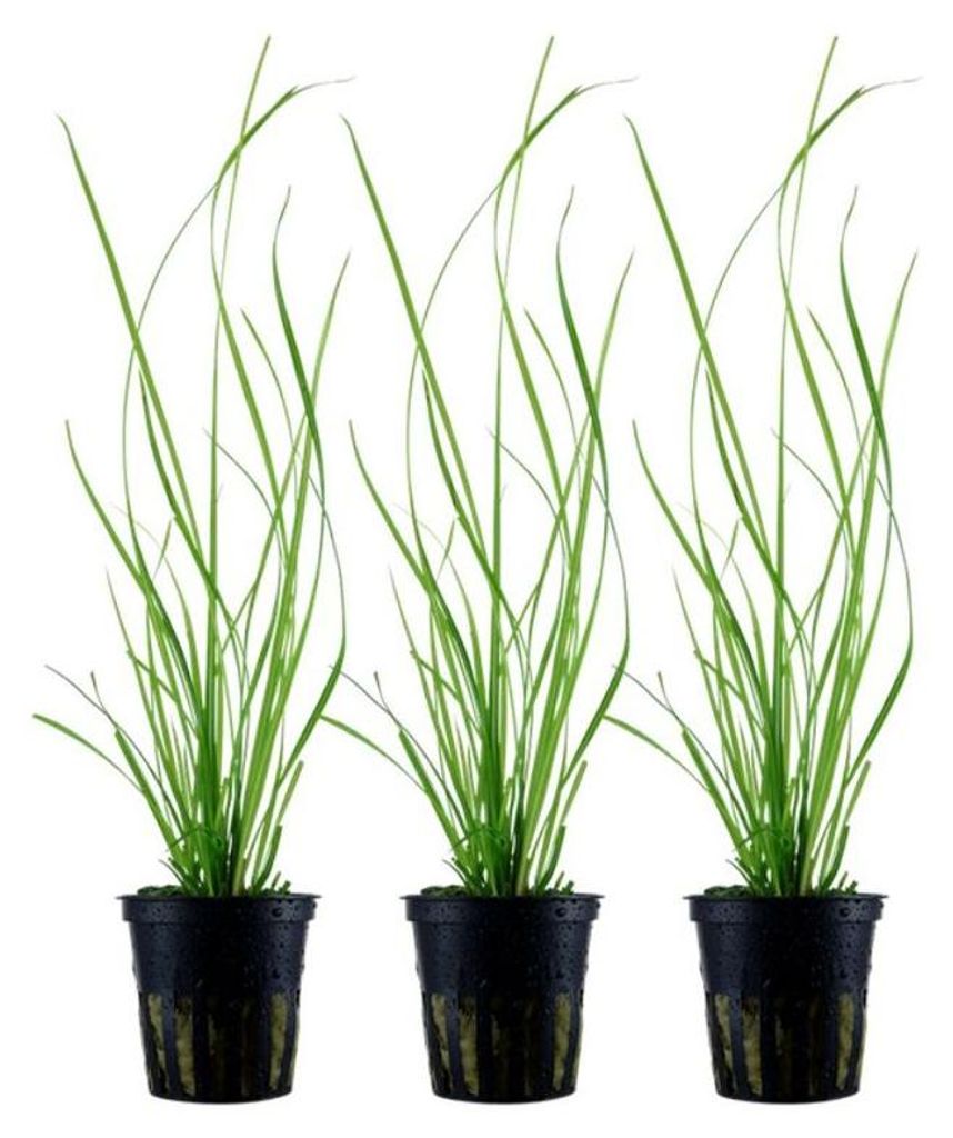 Aquarium Pflanze 3 Stück Cyperus helferi Wasserpflanze Produktbild 