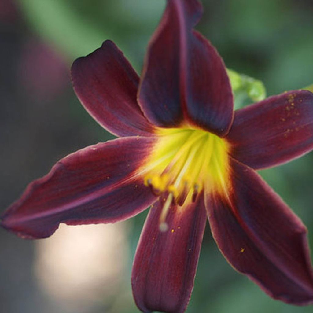 6 x Taglilie - Hemerocallis 'American Revolution' | Topf 9cm x 9cm