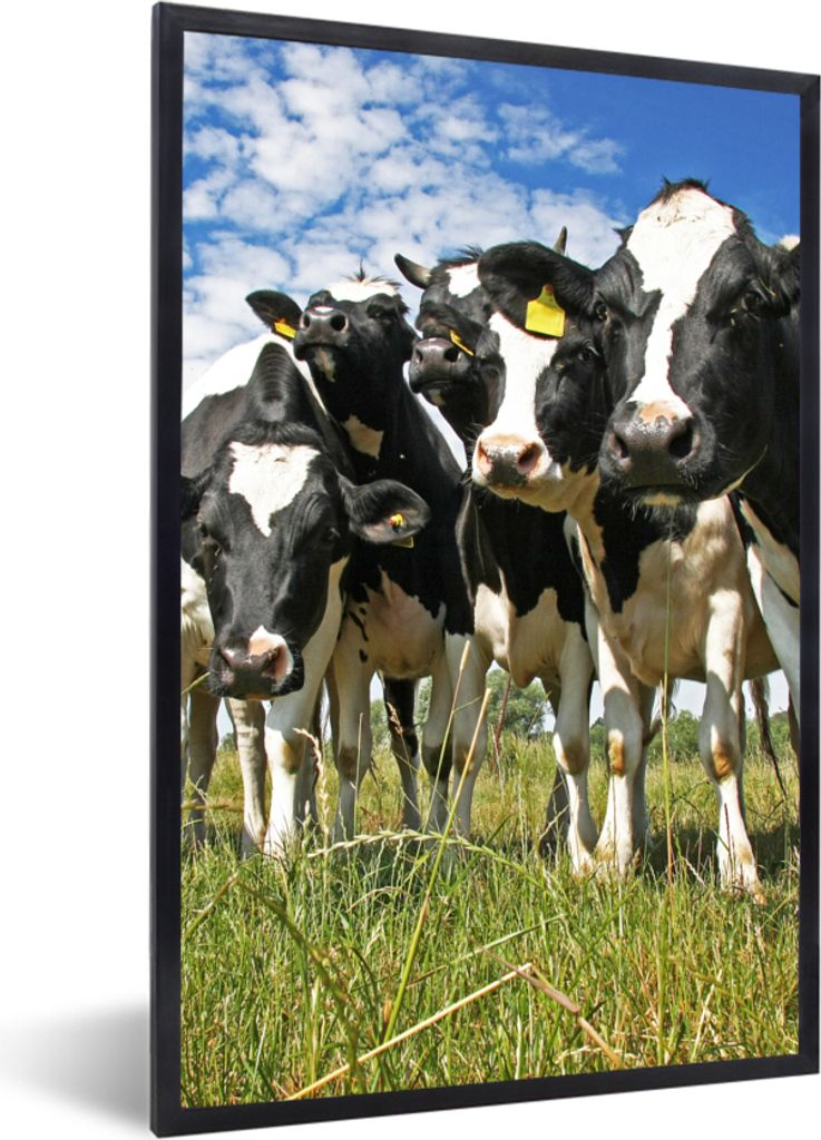 MuchoWow Gerahmtes Poster Kühe - Gras - Wiese - Tiere 60x90 cm - Poster mit Schwarzem Bilderrahmen Wandposter Rahmen Foto Bilder - Kunst