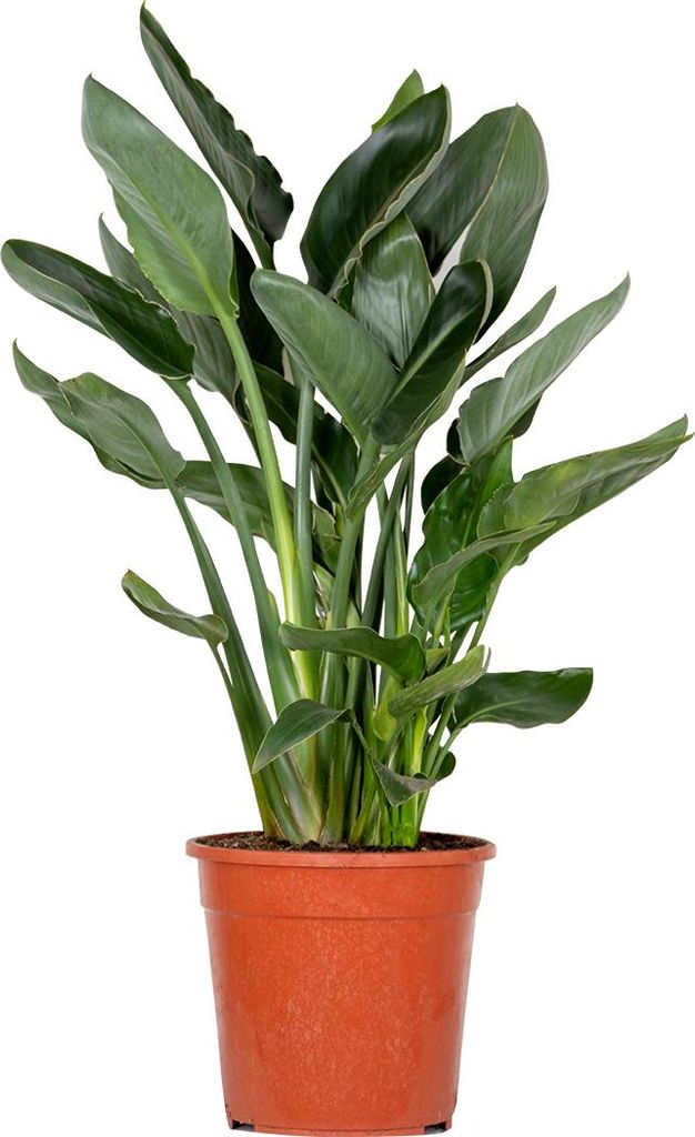 Bloomique - Strelitzia Reginae - Roślina rajskiego ptaka - Zdjęcie produktu 