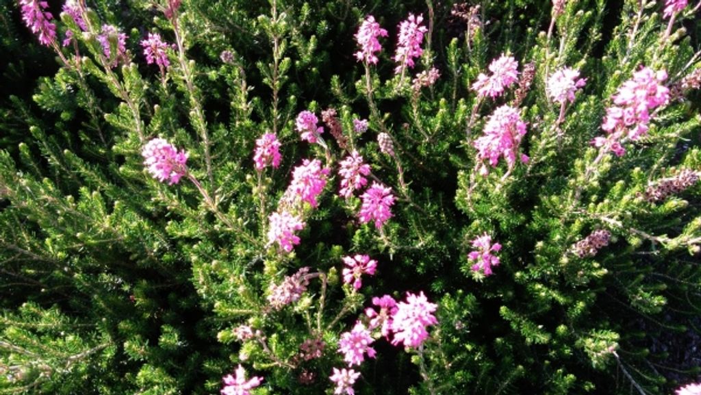 Erica spiculifolia Balkan Rose - Siebenbürgenheide - 5-Stück