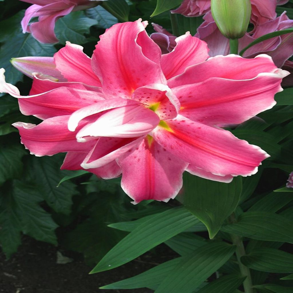 Lilie Lilium Zwiebel Blumen duftend Gefüllte Orientalische Lilie Lila Cloud 1 St