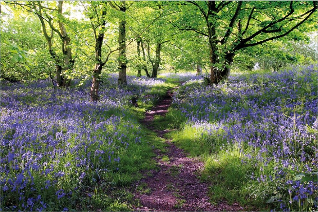 Wallario Poster - Blaues Hasenglöckchen im Wald, Kunstdruck Größe: 61 x 91,50 cm