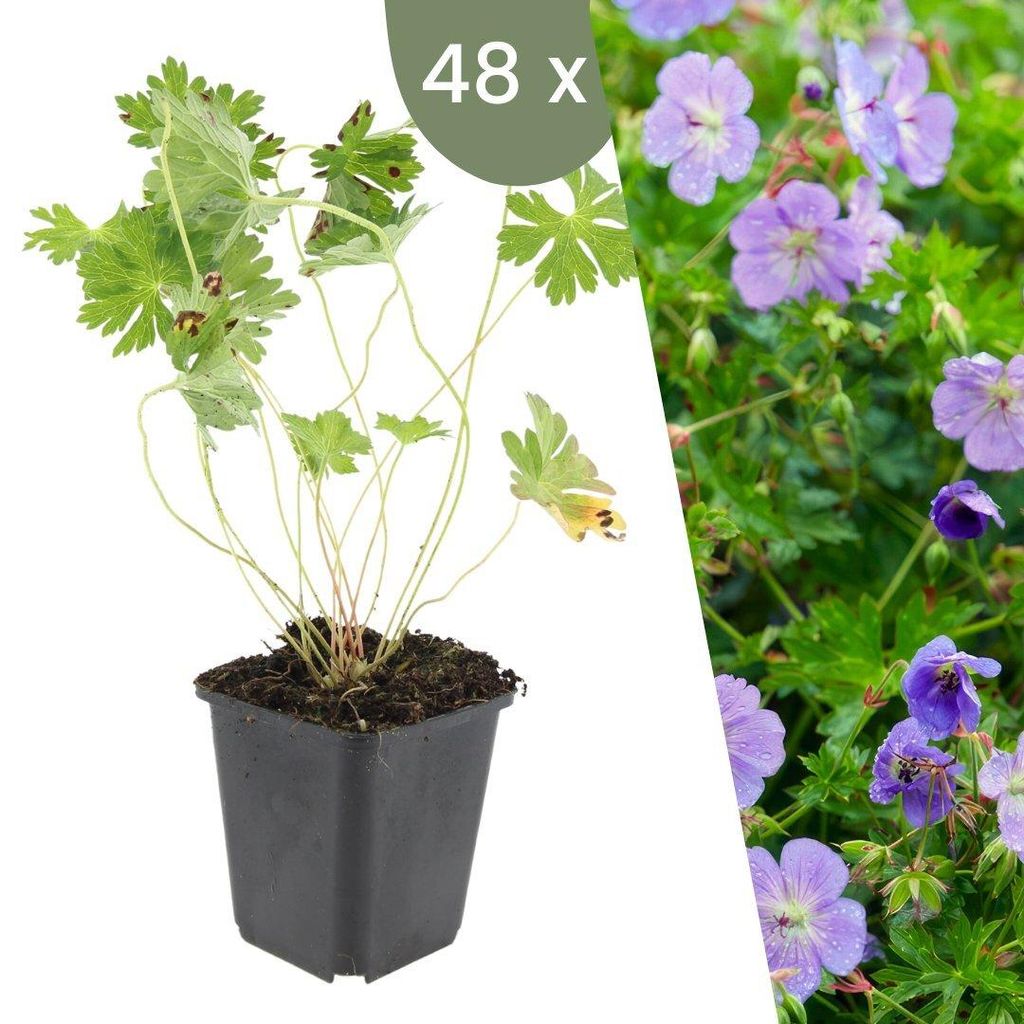 Plants by Frank | 60 Plantes de géranium | Geranium Image du produit 