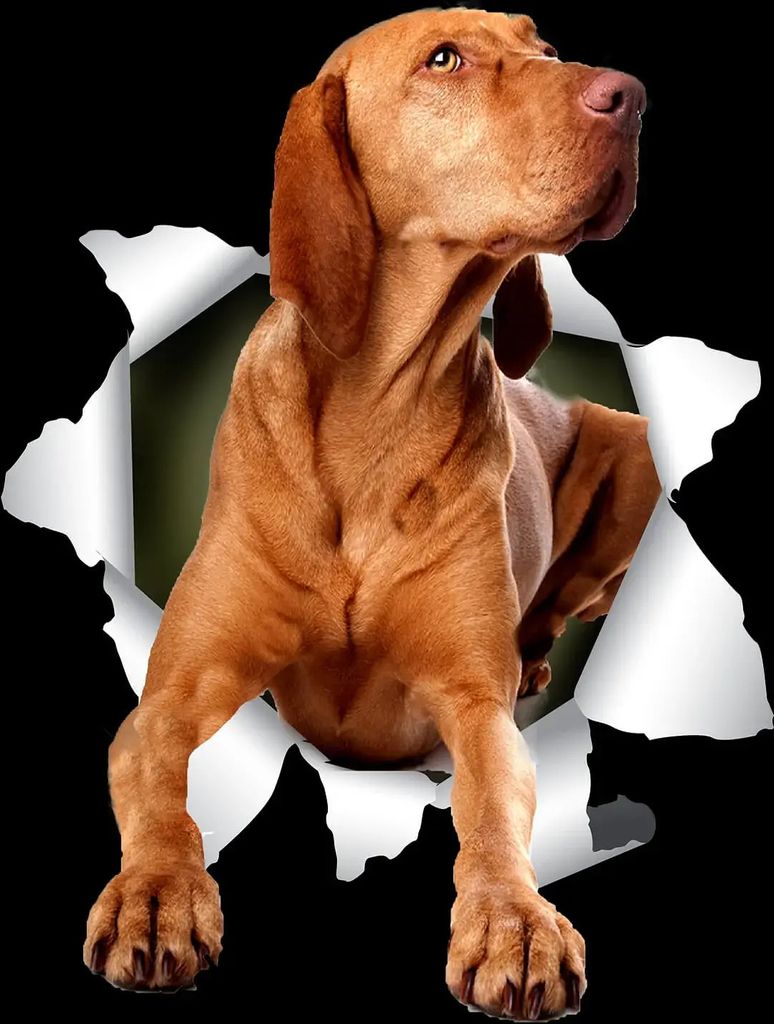 Herren Grafik T-Shirt Vizsla-Hund – Women's T-Shirt Vizsla Dog – Öko-Verantwortlich Vintage Jahrgang Kurzarm Lustige Druck Geburtstag Geschenk...