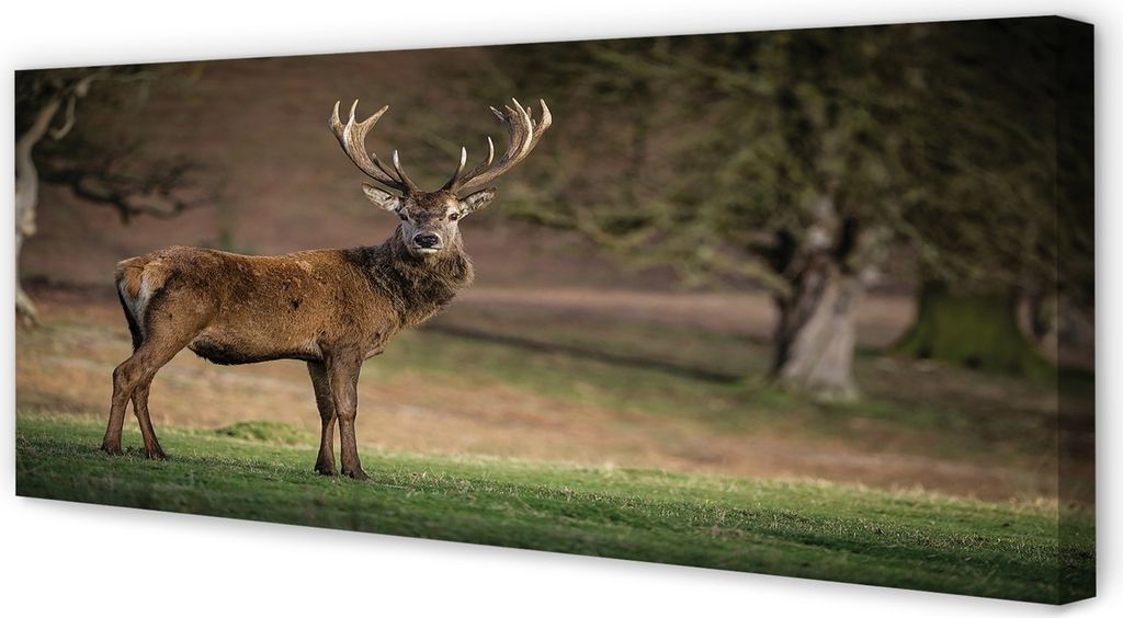 Leinwandbild 125x50 Wandkunst Deer auf dem Gebiet