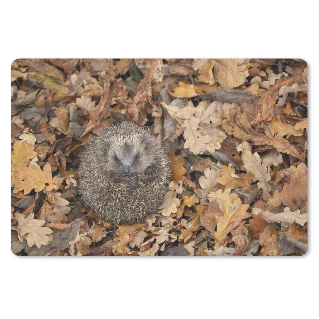 MuchoWow Schreibtischunterlage Igel in Blättern eingerollt 60x40 cm - XXL Mauspad - Großes Mauspad