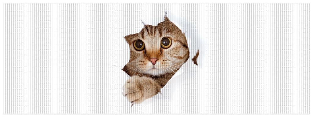 Wallario Duschmatte Antirutschmatte Badmatte Fußmatte Katze mit Blick nach vorn, Größe ca. 180 x 65 cm