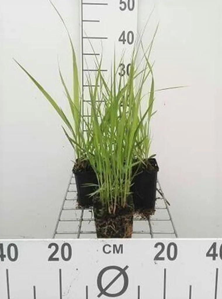 Molinia Windspiel sans Entretien - 6 Herbes à pipe pour Sols Humides