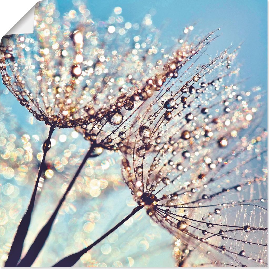 ARTland Poster Pusteblume Tröpfchenfänger Größe: 50x50 cm