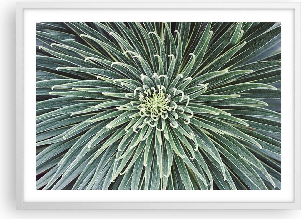 Gerahmtes Poster - Weißer Rahmen - Agave Grün Pflanze - 70x50 cm - Wand Bild - Wanddeko - Wandbilder - Kunstposter - Wandposter - Bilderrahmen - ...