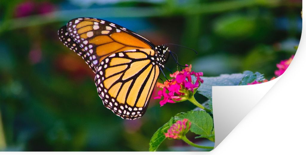 MuchoWow Wandtattoo Wandsticker Wandaufkleber Schmetterlinge - Blume - Natur 80x40 cm Selbstklebend und Repositionierbar - Aufkleber