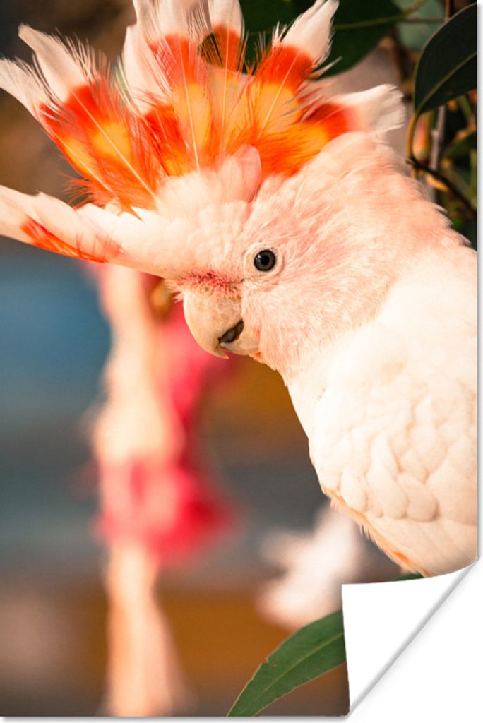 MuchoWow Poster Ein weißer Kakadu mit einem farbigen Kamm 60x90 cm - Wanddekoration