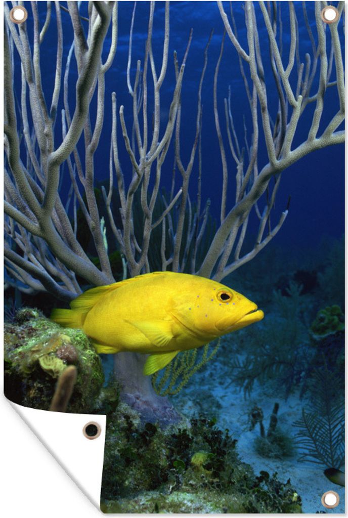 MuchoWow 60x90 cm Outdoor-Poster Gartendeko Sichtschutz Garten Poster für den Garten Fisch - Gelb - Koralle