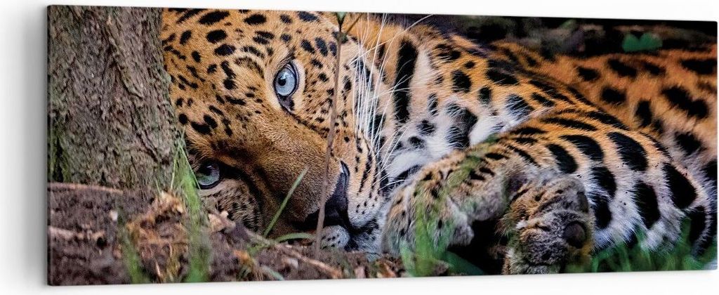 Bild auf Leinwand - Leinwandbild - Einteilig - Leopard Porträt Jaguar - 140x50cm - Wand Bild - Wanddeko - Wandbilder - Leinwanddruck - Bilder - Wa...